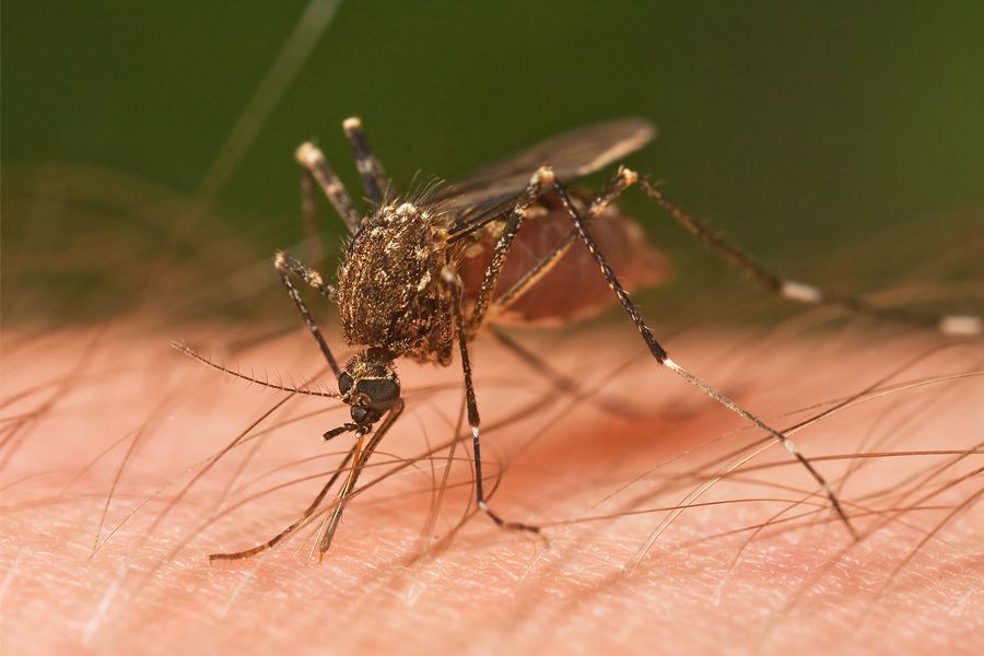 ugryzienie komara