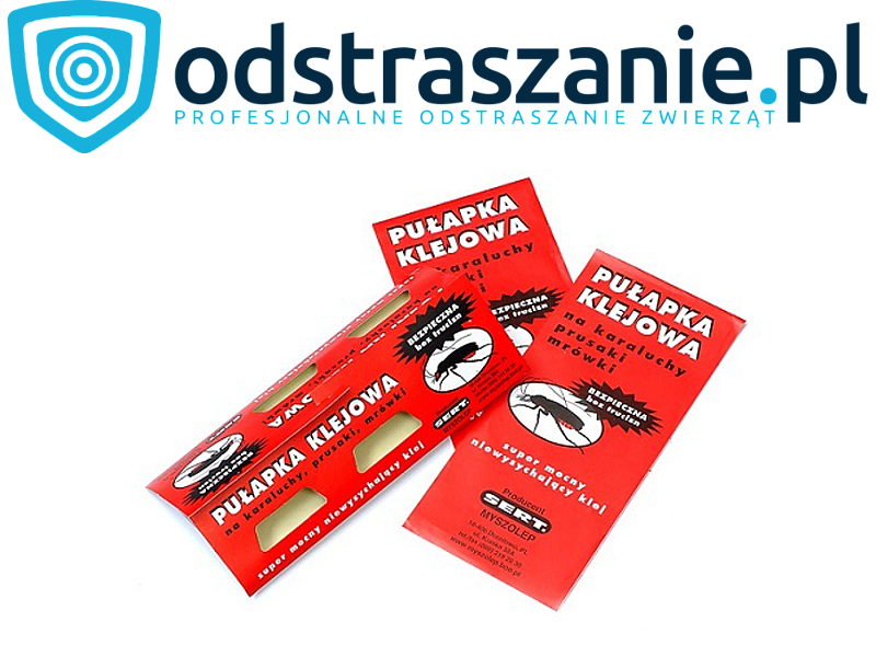 sposób na karaluchy