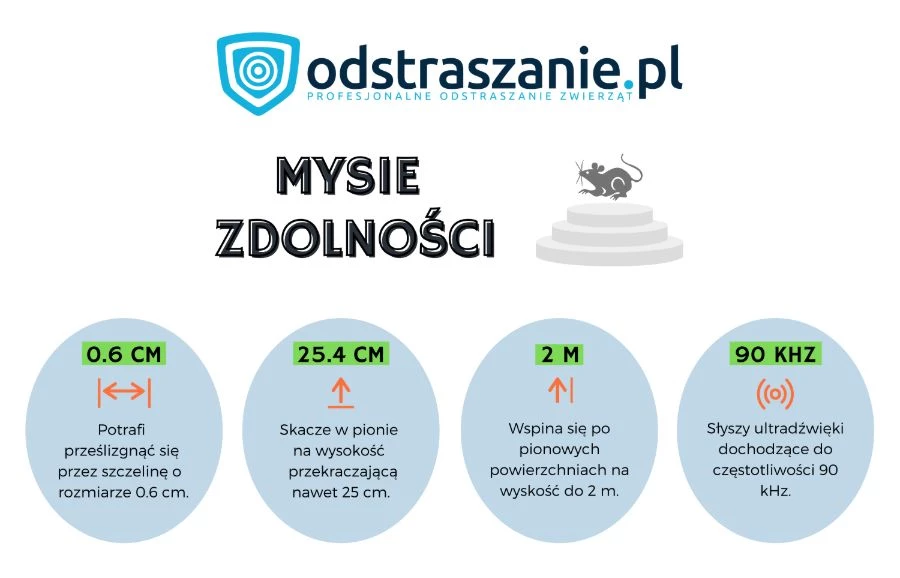 pułapka na myszy