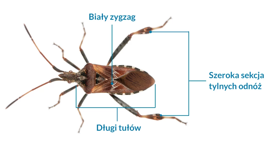 wtyk amerykański wygląd, jak wygląda wtyk amerykański, jak wyglada wtyk amerykanski