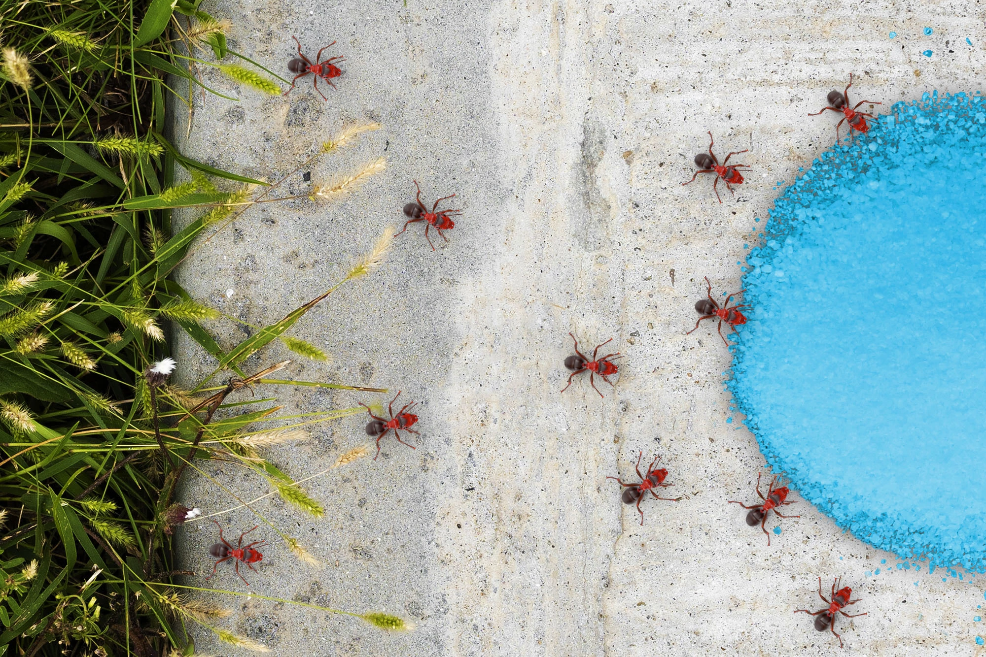 proszek na mrówki niebieski