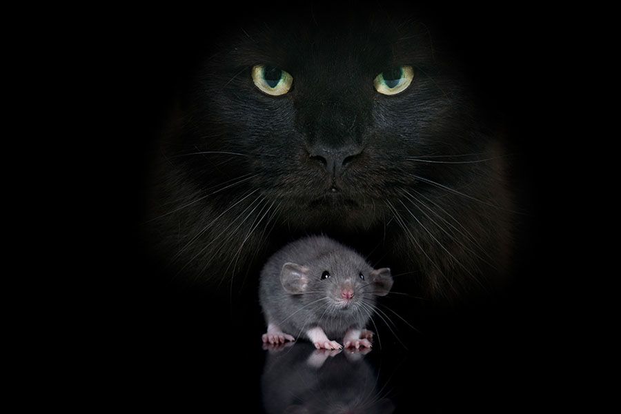 kot łapie szczura, kot poluje na szczura