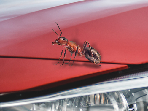 mrówki w samochodzie zwalczanie