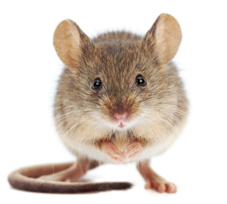 mysz domowa, myszy zwalczanie