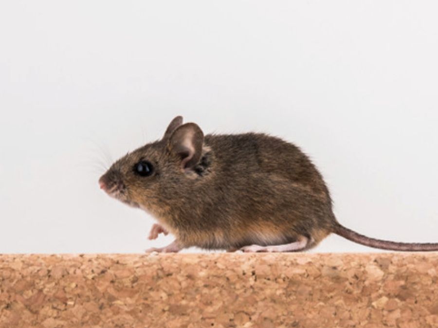 jak pozbyć się myszy