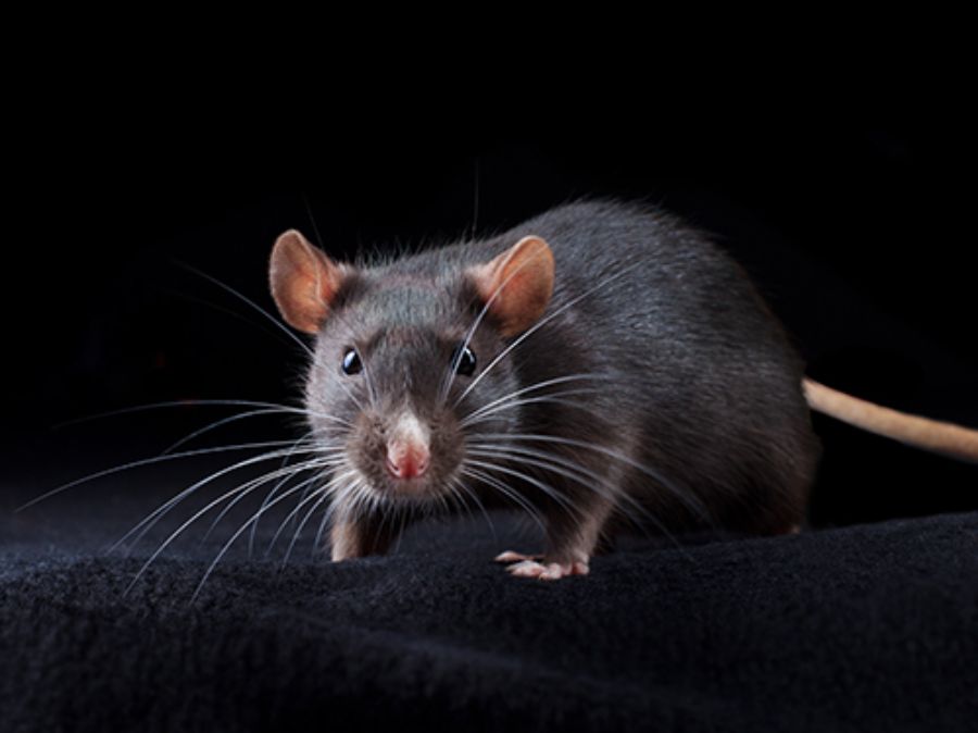 mity o szczurach